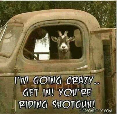 GOAT-IN-TRUCK