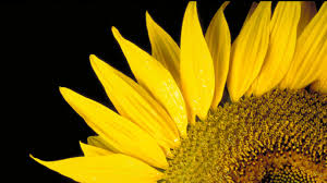 This image has an empty alt attribute; its file name is bloom_sunflowerhead.jpg