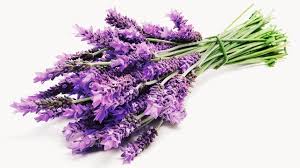 Image result for lavender