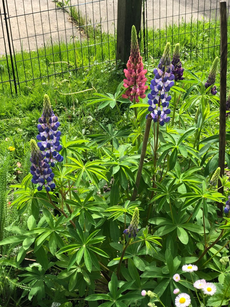 A vibrant flower garden featuring tall lupine plants with purple, pink, and blue blossoms surrounded by lush green leaves.