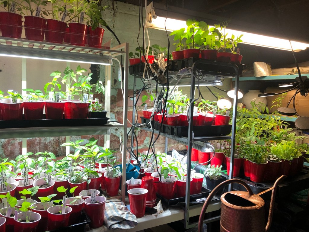 A home greenhouse setup with multiple shelves of small plants growing in red plastic cups under bright lights, featuring a watering can nearby.