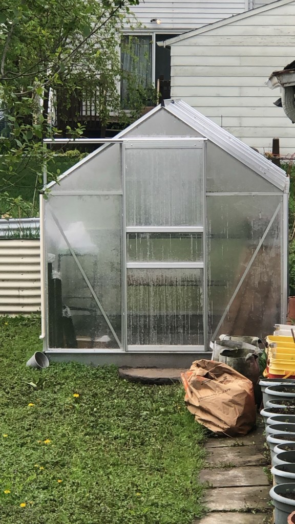 A greenhouse in a backyard, with condensation on its glass panels, surrounded by grass and various gardening supplies.