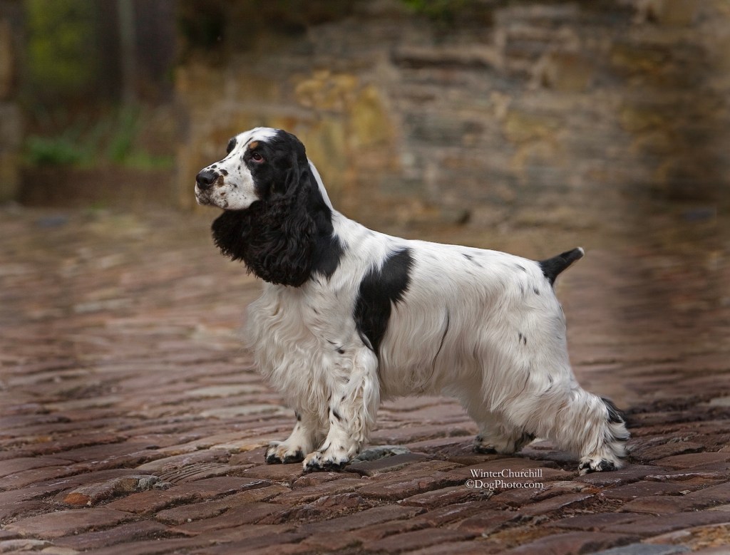 A black and white English Cocker Spaniel standing on cobblestone pavement, looking to the side.