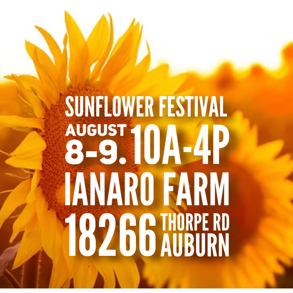 Promotional graphic for the Sunflower Festival featuring bright sunflowers and event details: August 8-9, 10 AM - 4 PM, IANARO Farm, 18266 Thorpe Rd, Auburn.